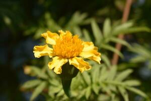 Close shot of yellow Marigold flower photo