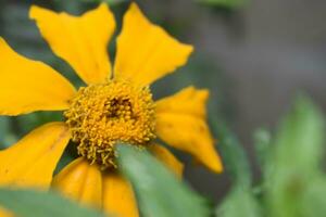 flor de caléndula amarilla foto