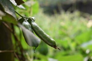 Bangladesh Green bean background photo