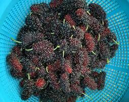 The mulberry fruits that are ripe and not ripe for health are placed in basket photo