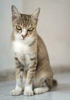 Old cat sit in the house. photo