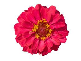 Pink Zinnia Isolated on White Background photo