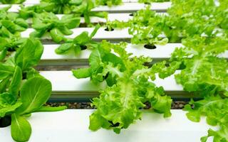 Hydroponics or Hydroculture is the method of growing plants in the nutrients that they need instead of soil. photo