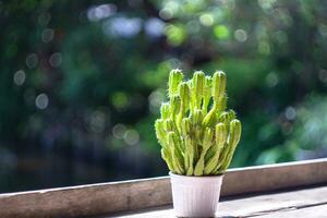 el cactus es decorado en un de madera estante en un café tienda foto