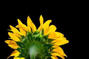 Sunflower species from Thailand photo