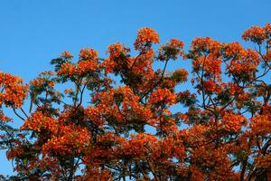 Orange Royal Poinciana in blue sky background photo
