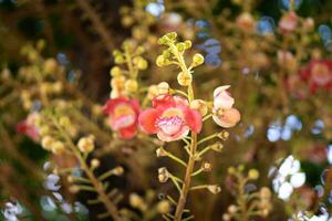 Cannonball flower or photo