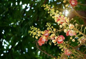 Cannonball flower or photo