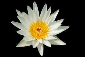 blanco loto flor o agua lirio flor aislado en negro. foto