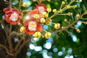 Cannonball flower or photo