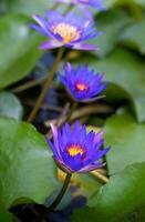 Purple lotus flowers in the lotus pond photo