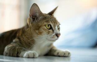 Old cat sit in the house. photo