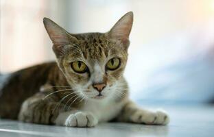 Old cat sit in the house. photo