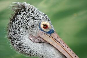 Close up shot of pelican bird head photo