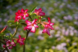 Adenium flower is a plant with colorful flowers. photo