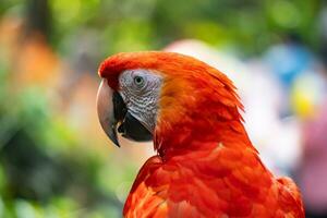 red macaws are facing from behind. photo