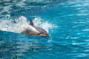 delfines prisa adelante a genial velocidad a cazar para su presa en el Oceano foto