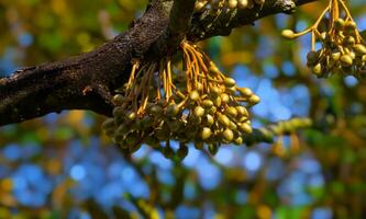 Durian flowers on the durian tree photo