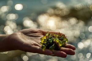 Asian woman hand hold seaweed from the sea. photo