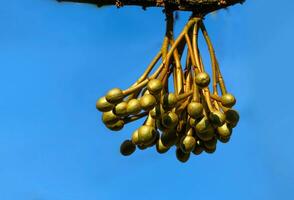 Durian flowers on the durian tree photo