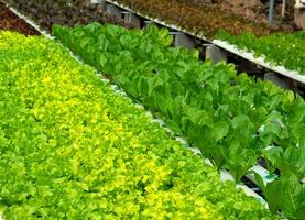 lechuga cultivado planta de el margarita familia foto