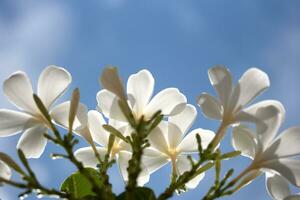 flores de plumeria blanca foto