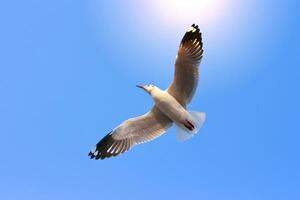 Flying birds on blue sky photo