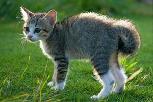 Cute little cat playing on the grass photo