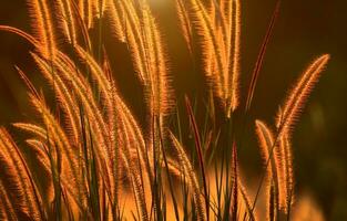 naturaleza flor silvestre a luz de sol en puesta de sol foto