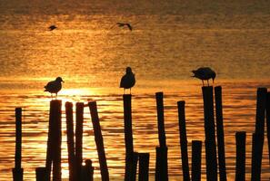 silueta Gaviota pájaro a puesta de sol en Tailandia foto