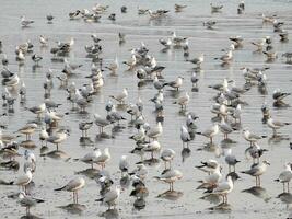 silueta Gaviota pájaro a mar en Tailandia foto