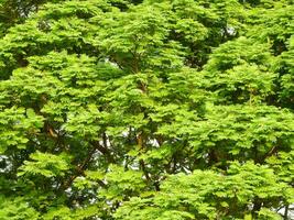 ramas de árbol hoja en el parque foto