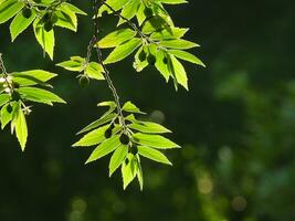 Back light of green leaf background photo