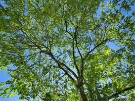 Branches of tree leaf in the park photo