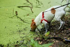sucio perro tiene divertido en el pantano foto