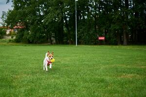 linda perro caminando a verde césped, jugando con juguete pelota foto