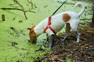 Dirty dog has fun in the swamp photo