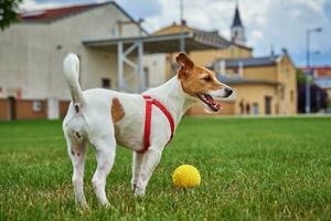 Cute dog walking at green grass, playing with toy ball photo