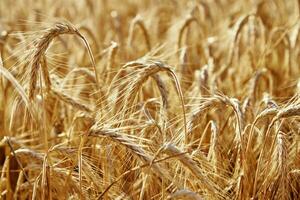 Rye field. Harvesting period photo