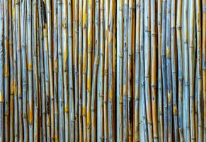 Old yellow Thailand bamboo texture backgronuds patterns photo