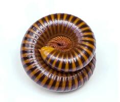 Millipede or millepede animal rolled to a circle photo