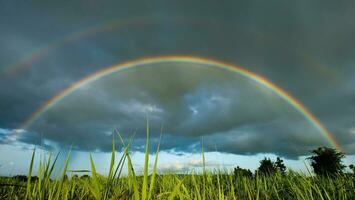 arco iris en césped campo después lluvia. foto