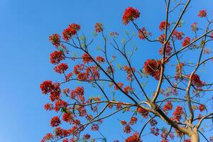 Branch of Gulmohar flowers or peacock flowers photo