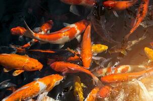 lujoso carpa o llamado koi pescado nadando en carpa estanque. foto