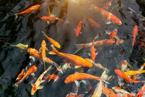 lujoso carpa o llamado koi pescado nadando en carpa estanque. foto