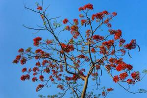 Branch of Gulmohar flowers or peacock flowers photo