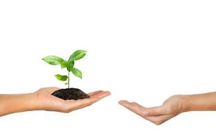 Plant in the hand isolated on white background photo