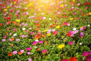 Portulaca or Little Hogweed flowers photo