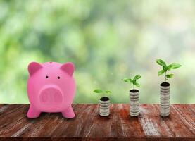 Pink piggy bank and coin growth on wood table top at green nature photo