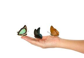 Tres mariposa en hembra mano aislado foto